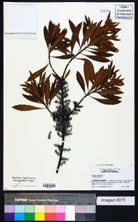 Myrica cerifera image