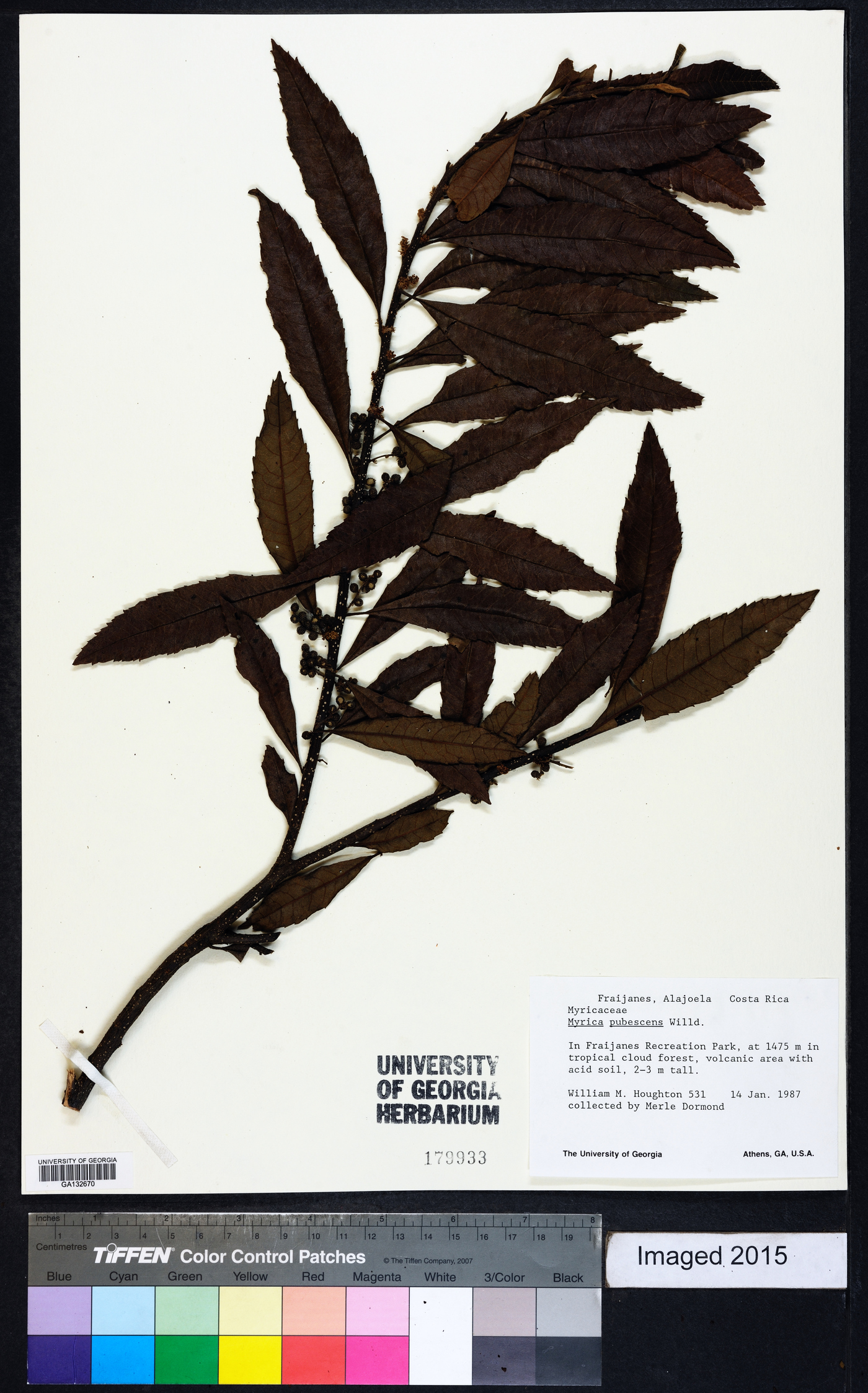 Myrica pubescens image