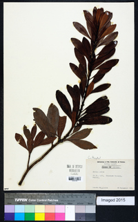 Myrica rubra image