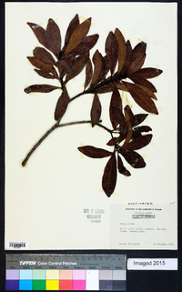 Myrica rubra image