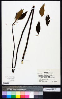Leitneria floridana image