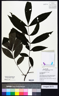 Carya aquatica image