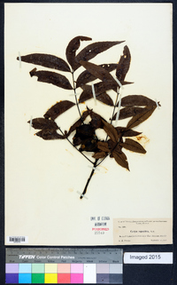 Carya aquatica image