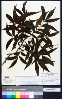 Carya aquatica image