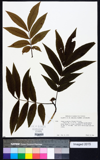 Carya aquatica image