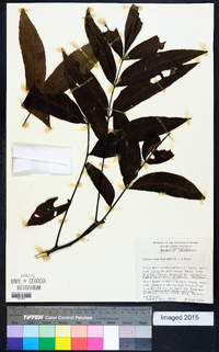 Carya aquatica image