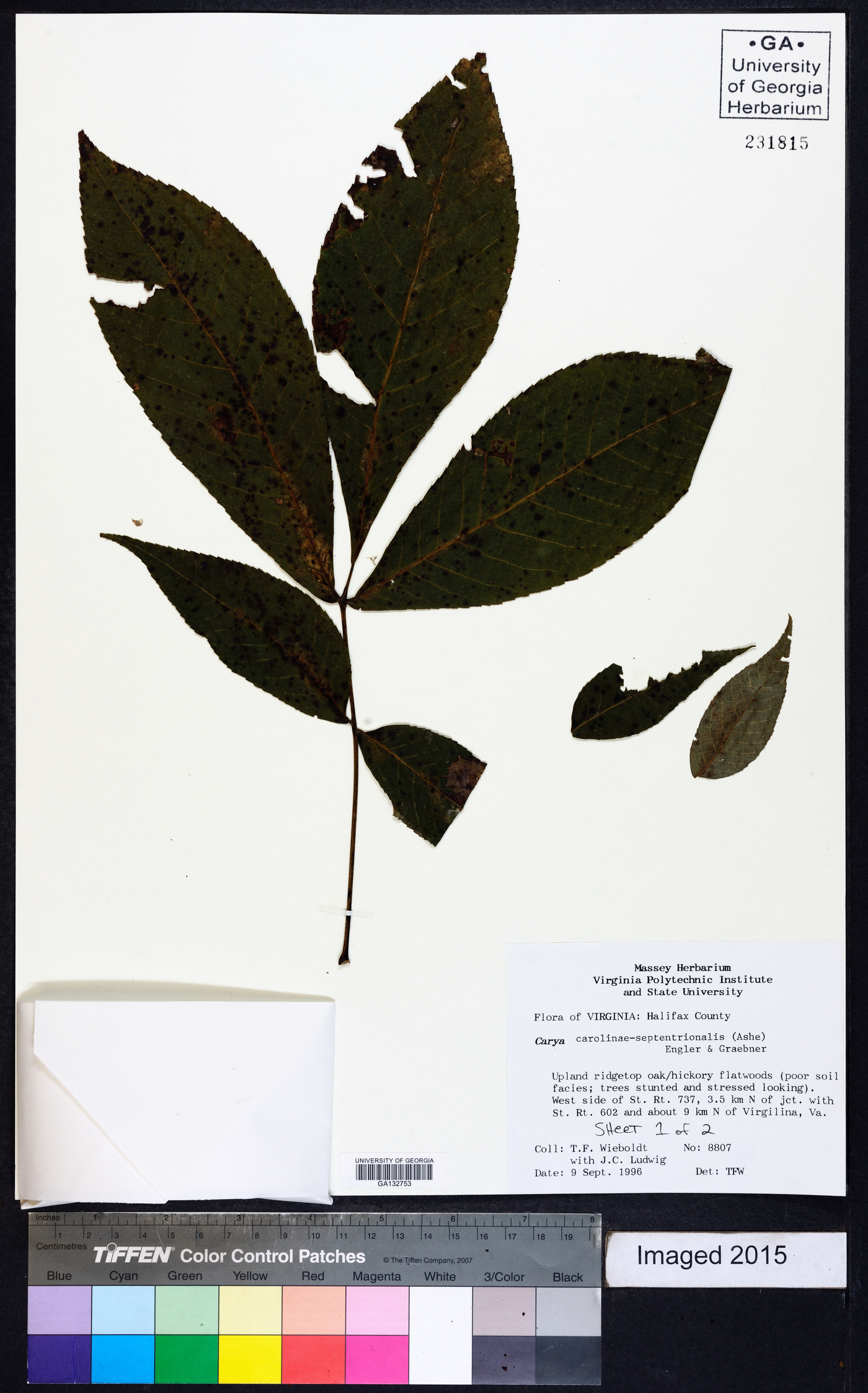 Carya carolinae-septentrionalis image