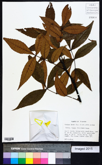 Carya floridana image