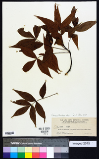 Carya floridana image