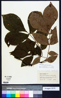 Carya glabra var. glabra image