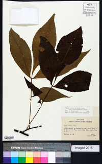 Carya glabra var. glabra image