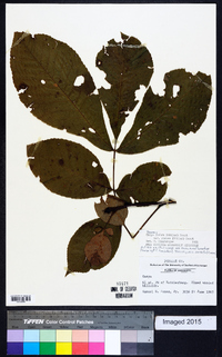 Carya glabra var. glabra image