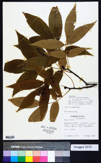 Carya glabra var. glabra image