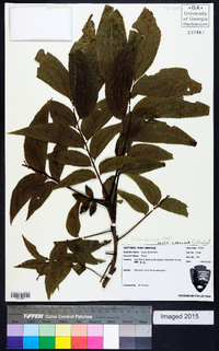 Carya illinoinensis image