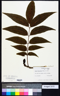 Carya illinoinensis image