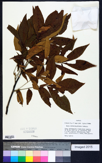 Carya myristiciformis image