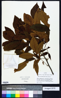 Carya myristiciformis image