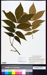 Carya myristiciformis image