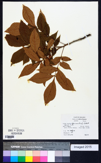 Carya myristiciformis image