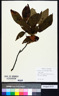 Carya ovalis image