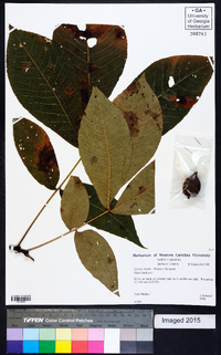 Carya ovalis image