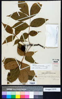 Carya ovalis image