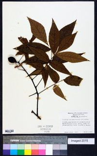 Carya pallida image