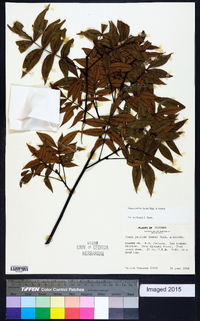 Carya pallida image