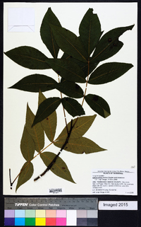 Carya pallida image