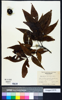 Carya pallida image