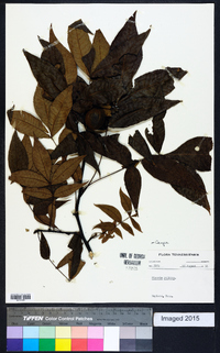 Carya pallida image