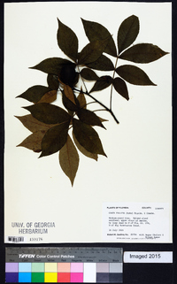 Carya pallida image