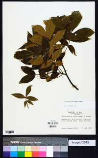 Carya pallida image