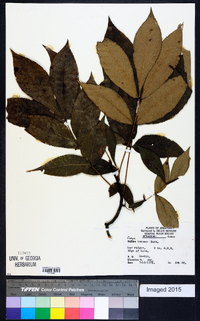 Carya texana image