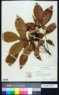 Carya texana image