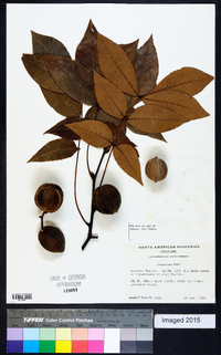 Carya texana image