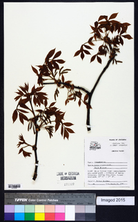 Carya texana image