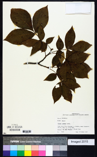 Carya texana image