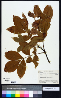 Carya texana image