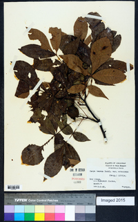 Carya texana image