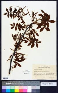 Carya texana image