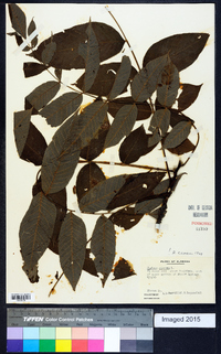 Juglans cinerea image