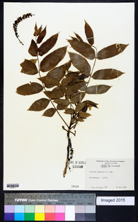 Juglans cinerea image