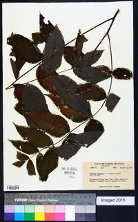 Juglans cinerea image