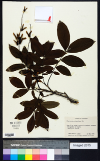 Pterocarya stenoptera image