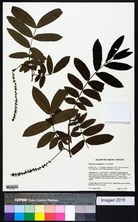 Pterocarya stenoptera image