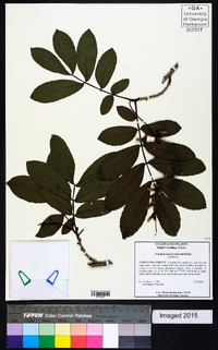 Pterocarya stenoptera image