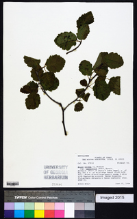 Alnus incana subsp. tenuifolia image