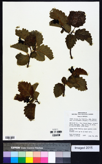 Alnus incana subsp. rugosa image