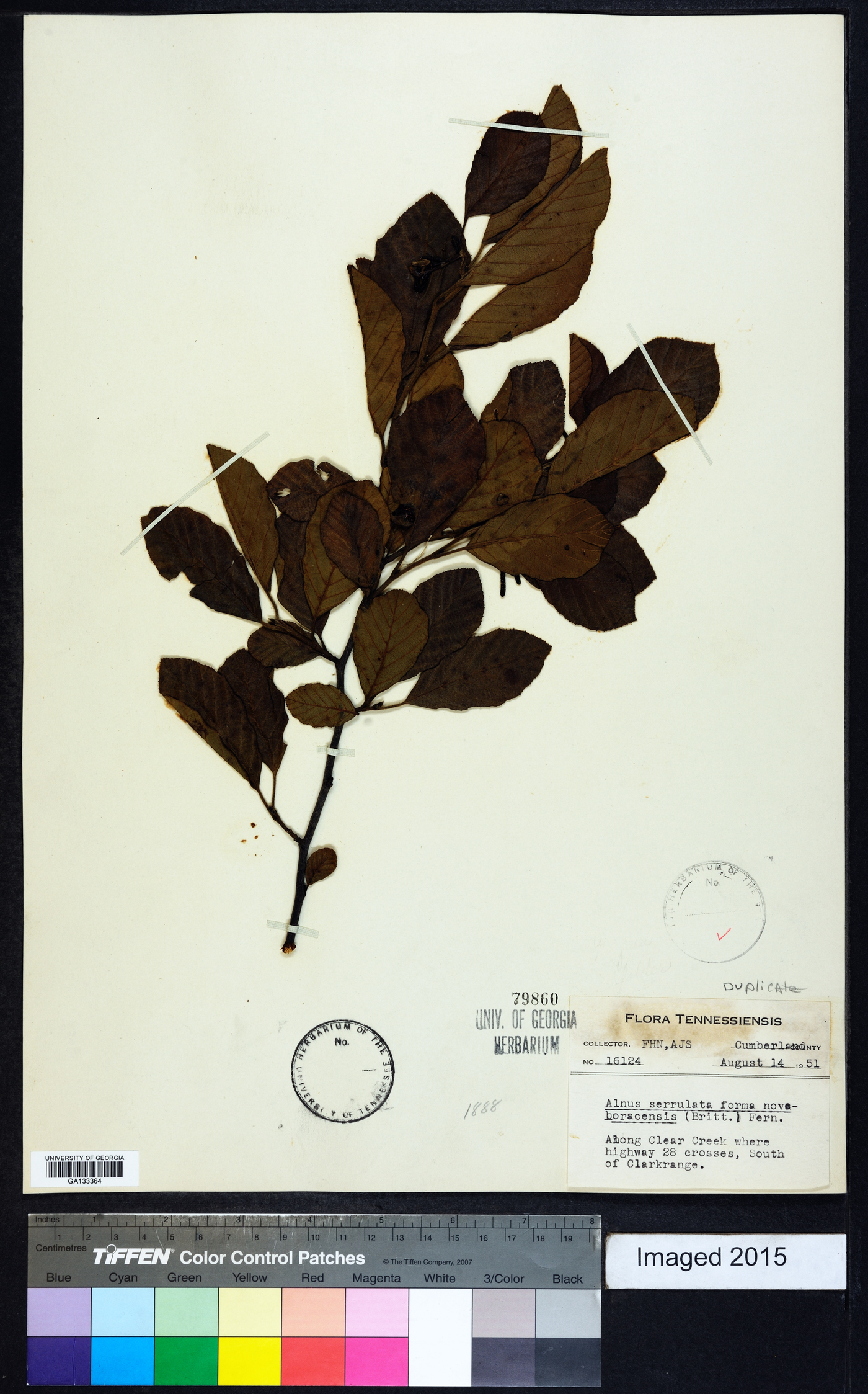 Alnus serrulata f. noveboracensis image